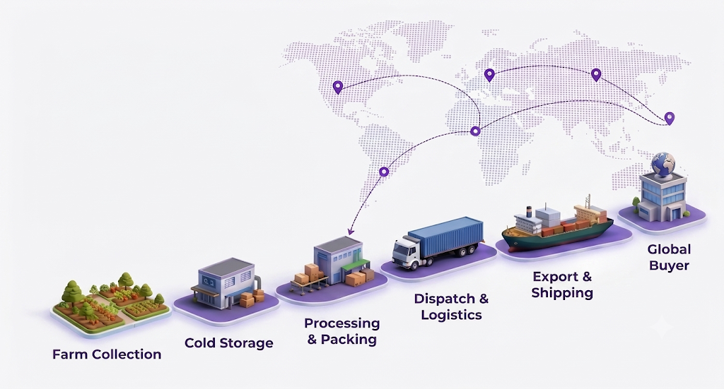 AMALIAGRO Supply Chain Flow Diagram